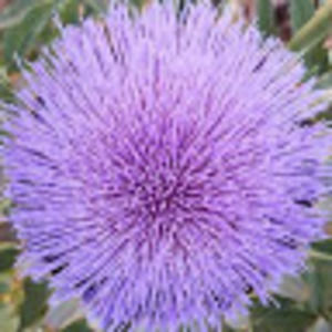 Meet your Posher, Sean